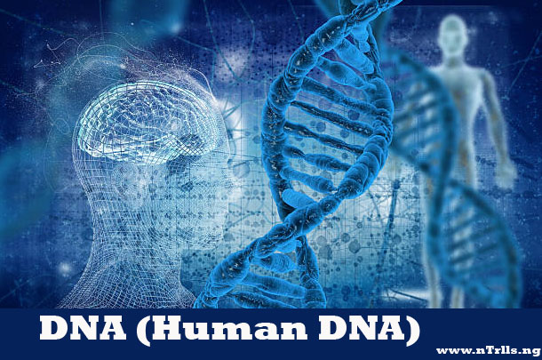 DNA (Human DNA)