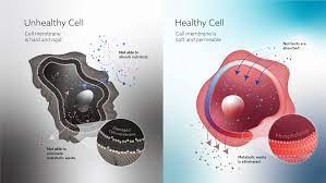Healthy Cells, Healthy Body