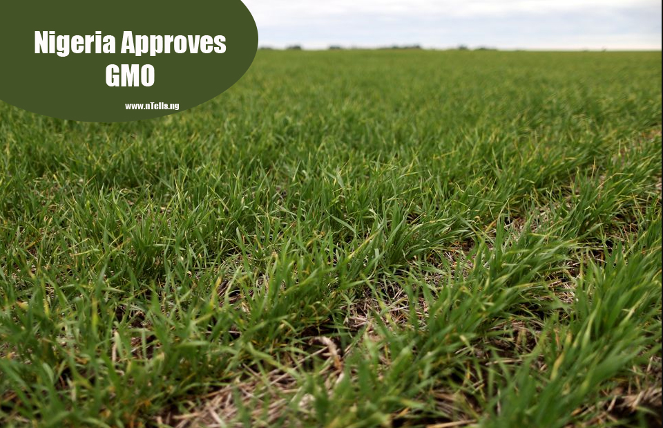 Nigeria Approves GMO